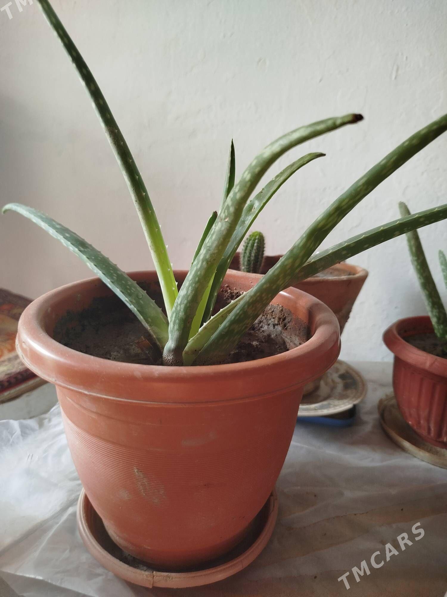 Алое домашнее в отличном состо - Ашхабад - img 2