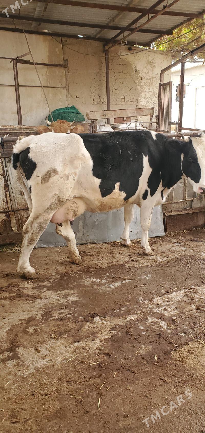 Galisteyin Sygyr - Кака - img 2