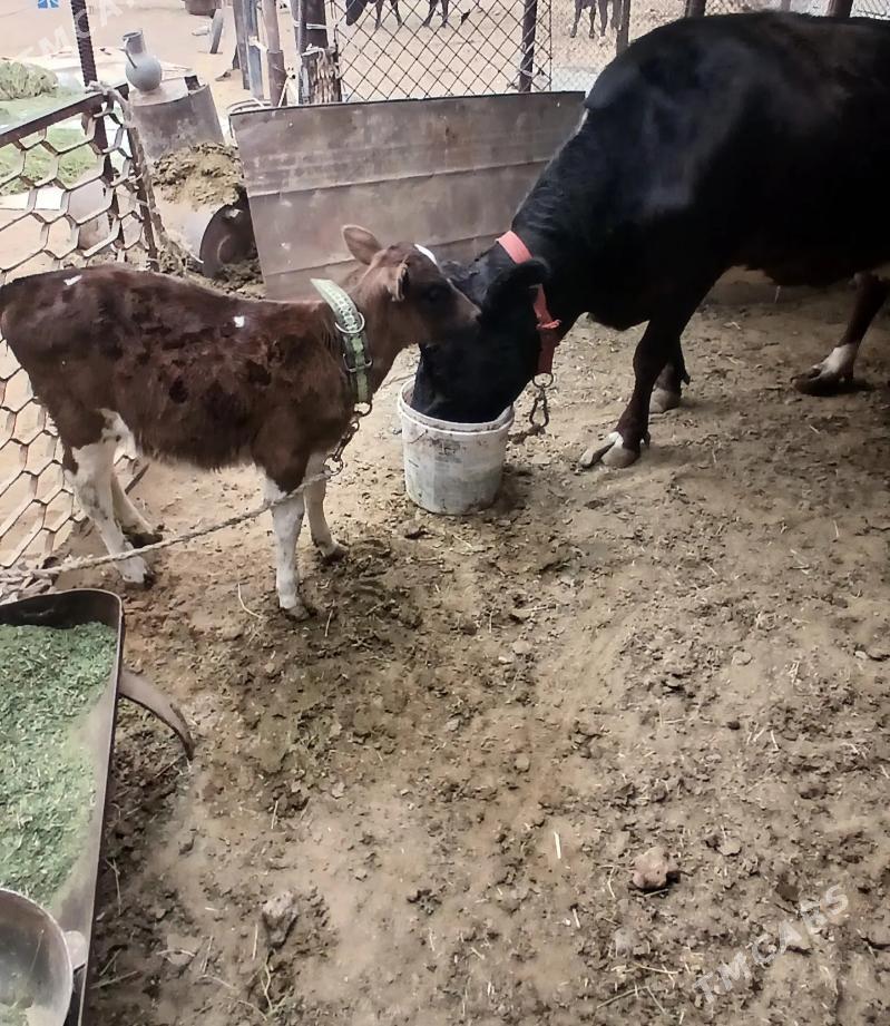 goleli sygyr - Гёкдепе - img 2