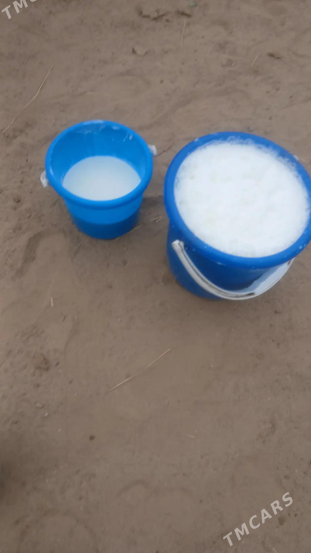 goleli sygyr - Гёкдепе - img 5