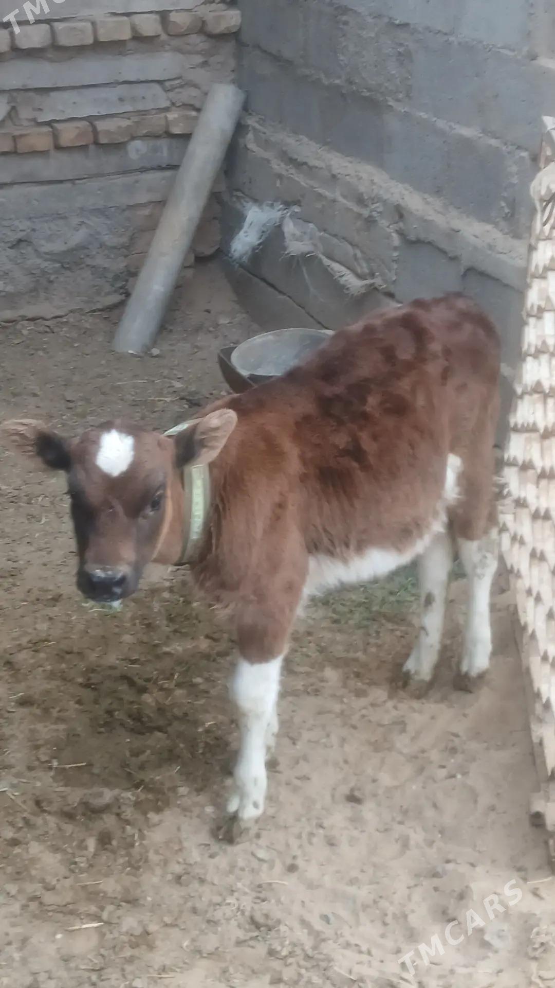 goleli sygyr - Гёкдепе - img 7