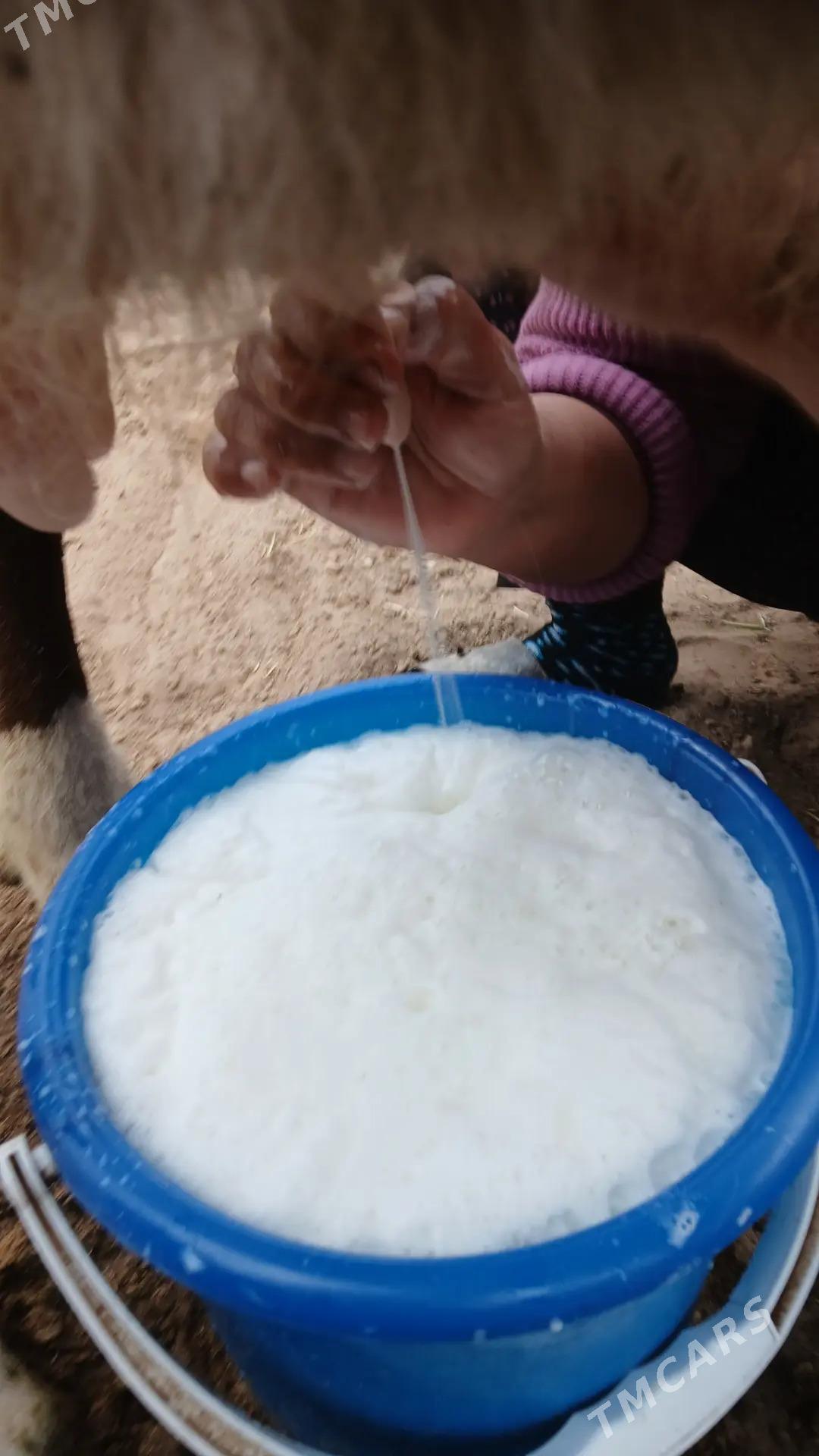 goleli sygyr - Гёкдепе - img 6