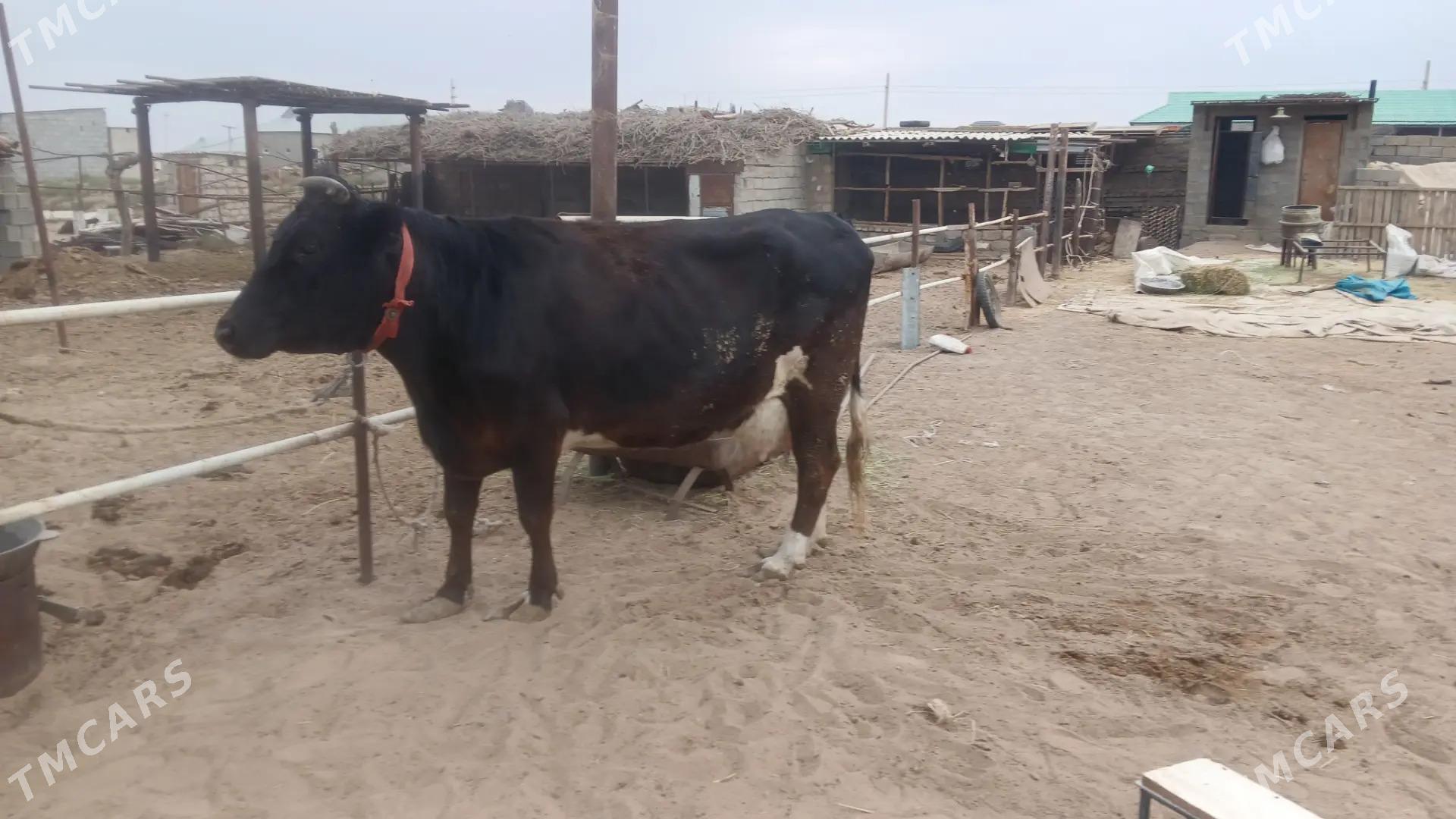 goleli sygyr - Гёкдепе - img 4