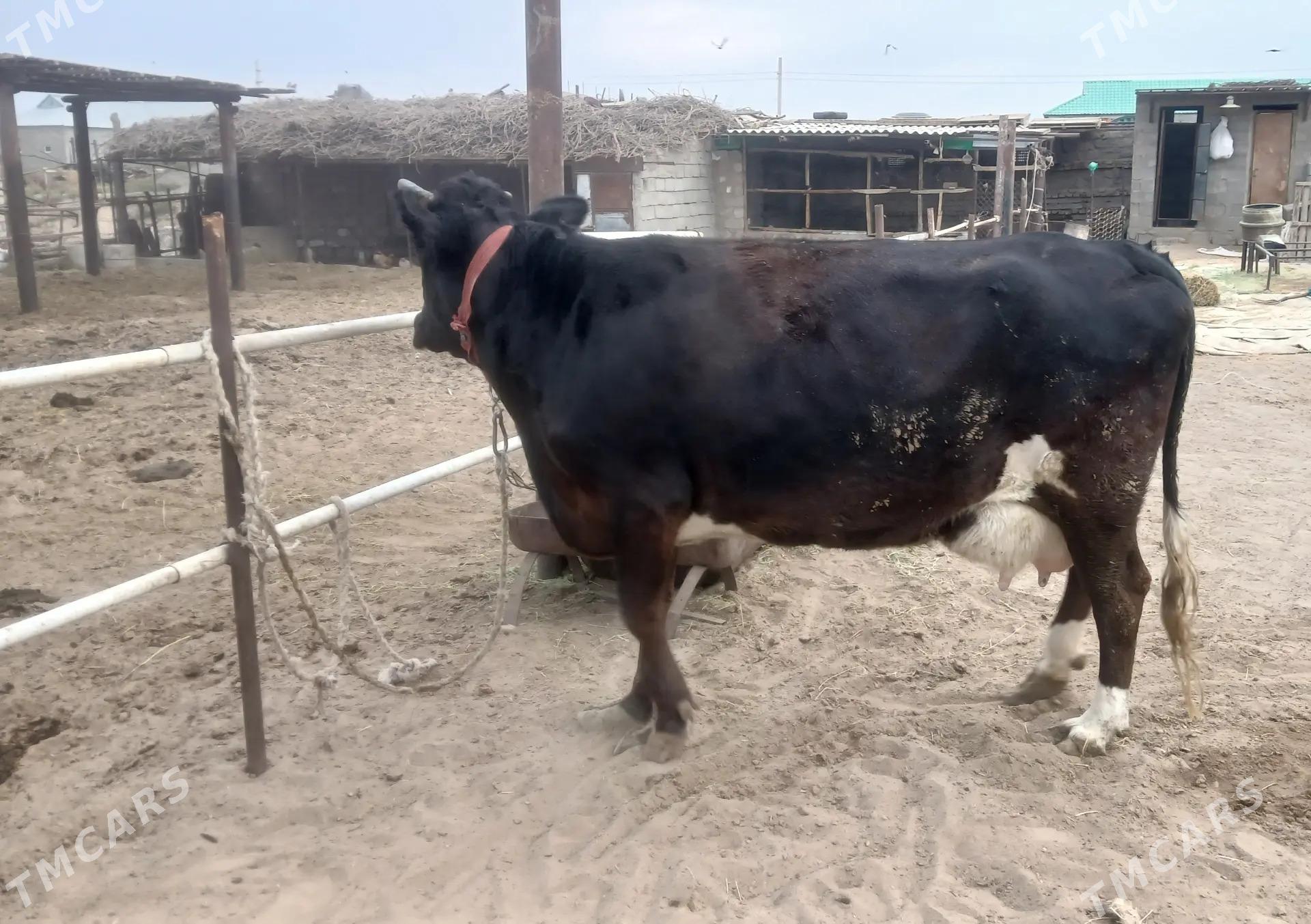 goleli sygyr - Гёкдепе - img 3