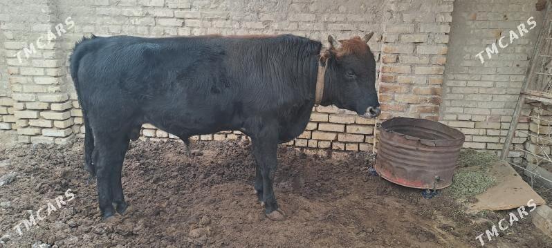 okuz - Мары - img 2