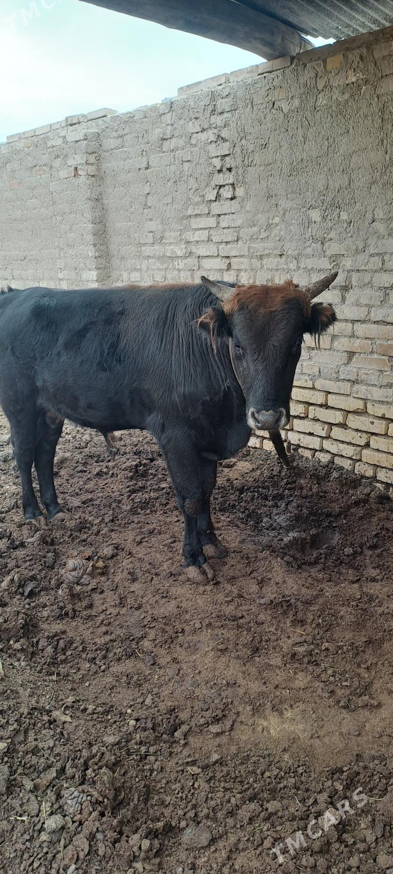 okuz - Мары - img 1