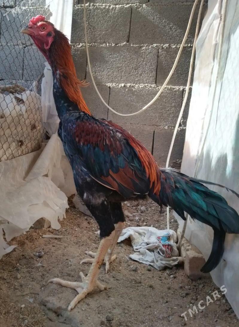 Tasgent - Бедев - img 5