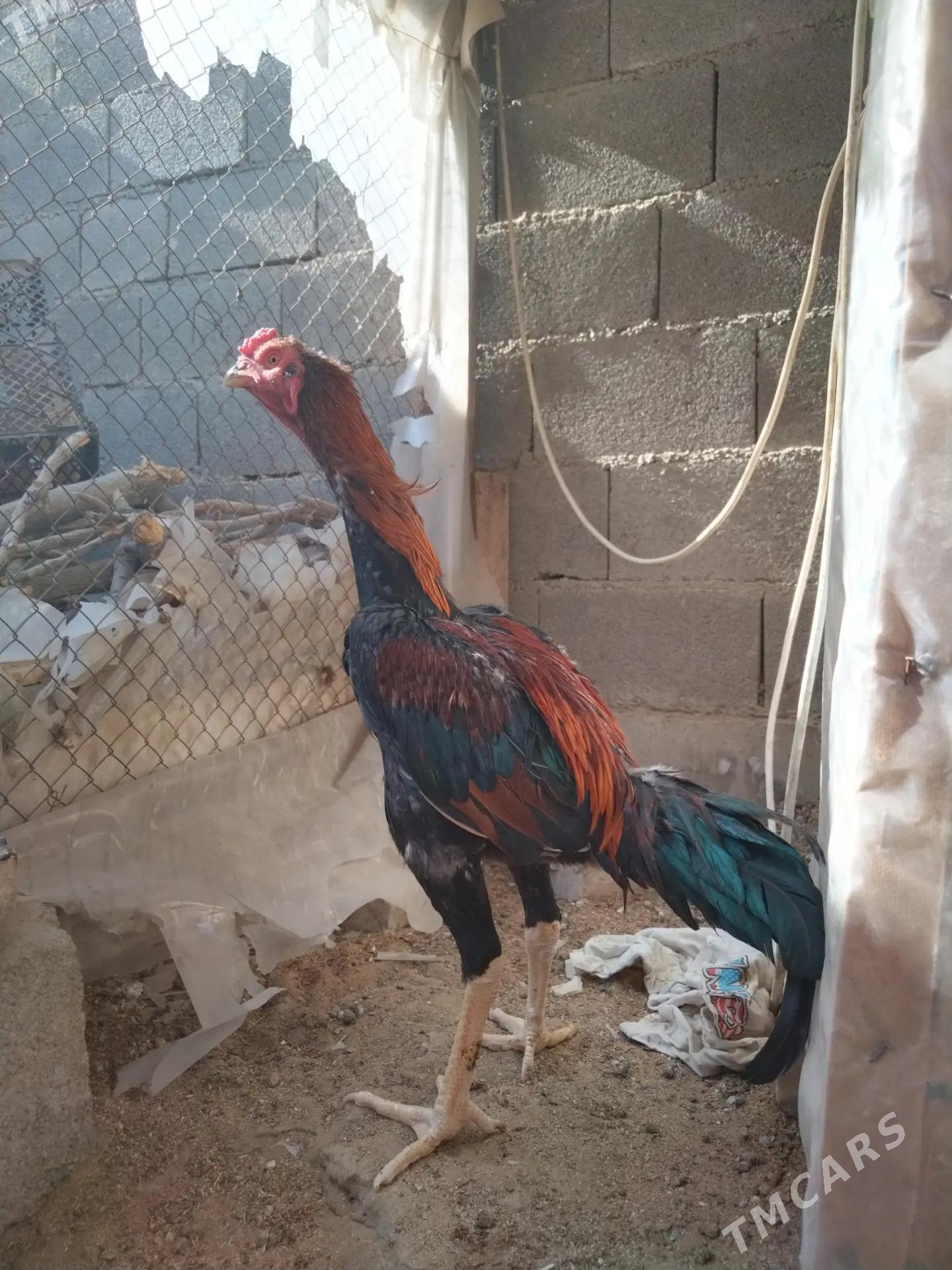 Tasgent - Бедев - img 3