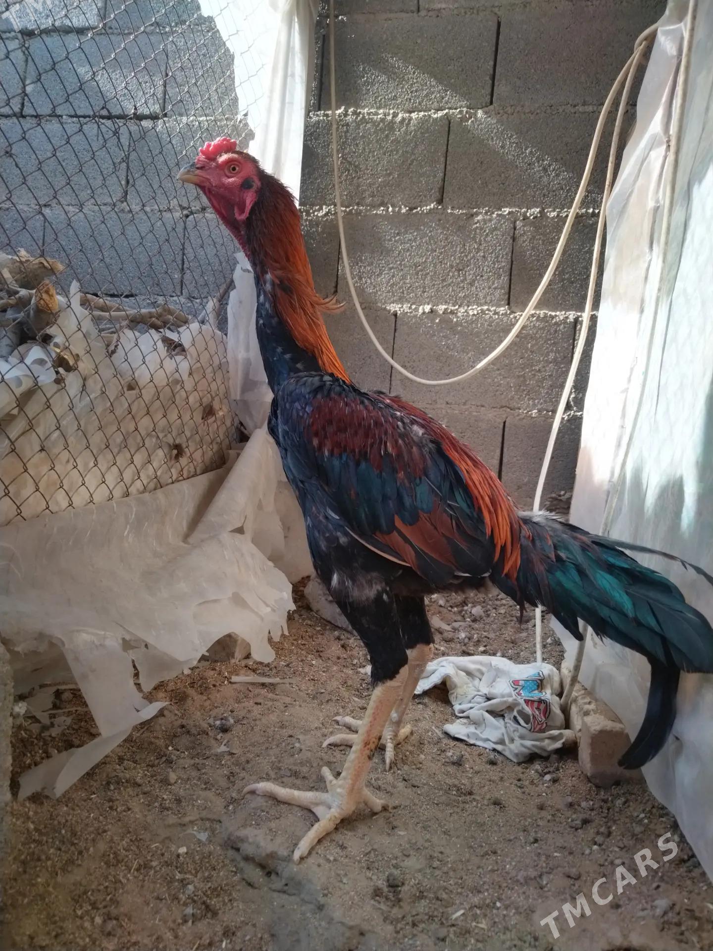 Tasgent - Бедев - img 1