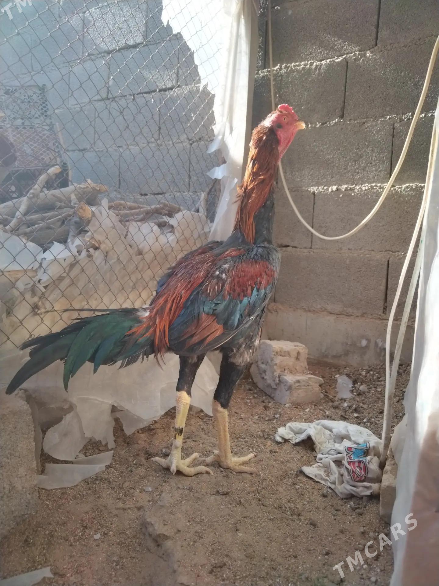 Tasgent - Бедев - img 2