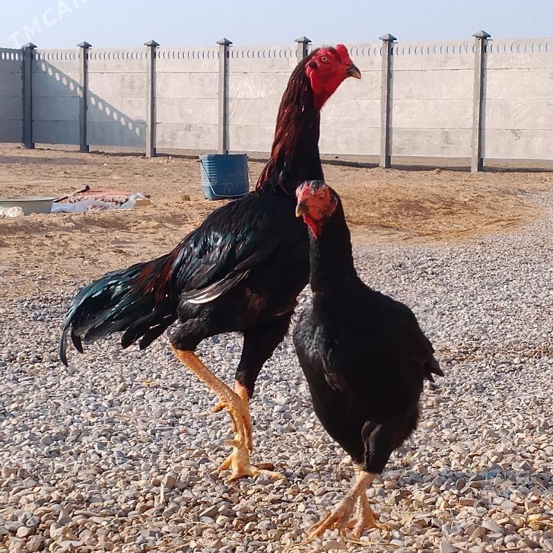 BAÝES. HORAZ - Мары - img 3