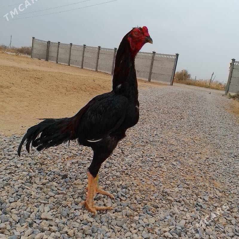 BAÝES. HORAZ - Мары - img 2