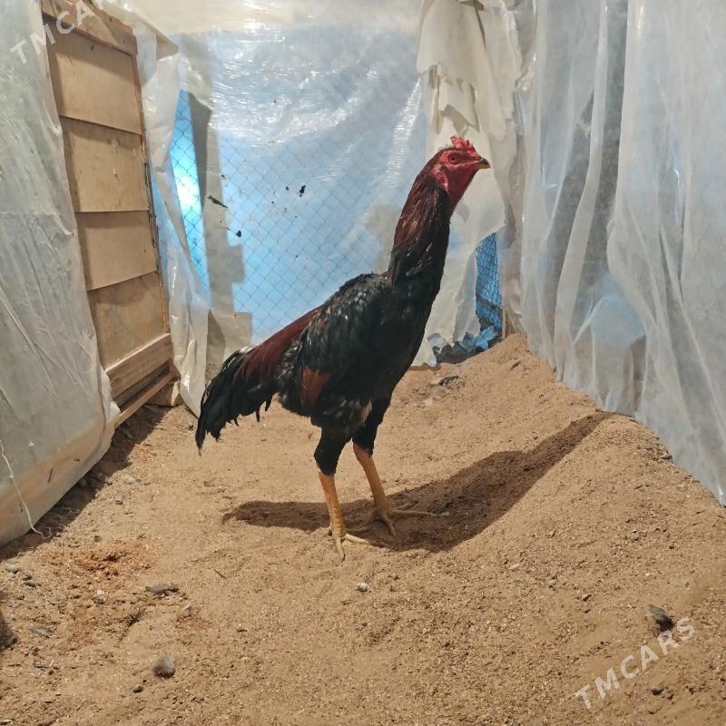 Tasgent - Бедев - img 4