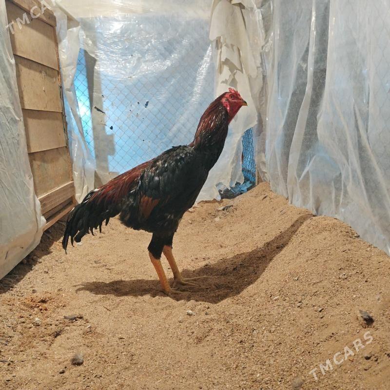 Tasgent - Бедев - img 3