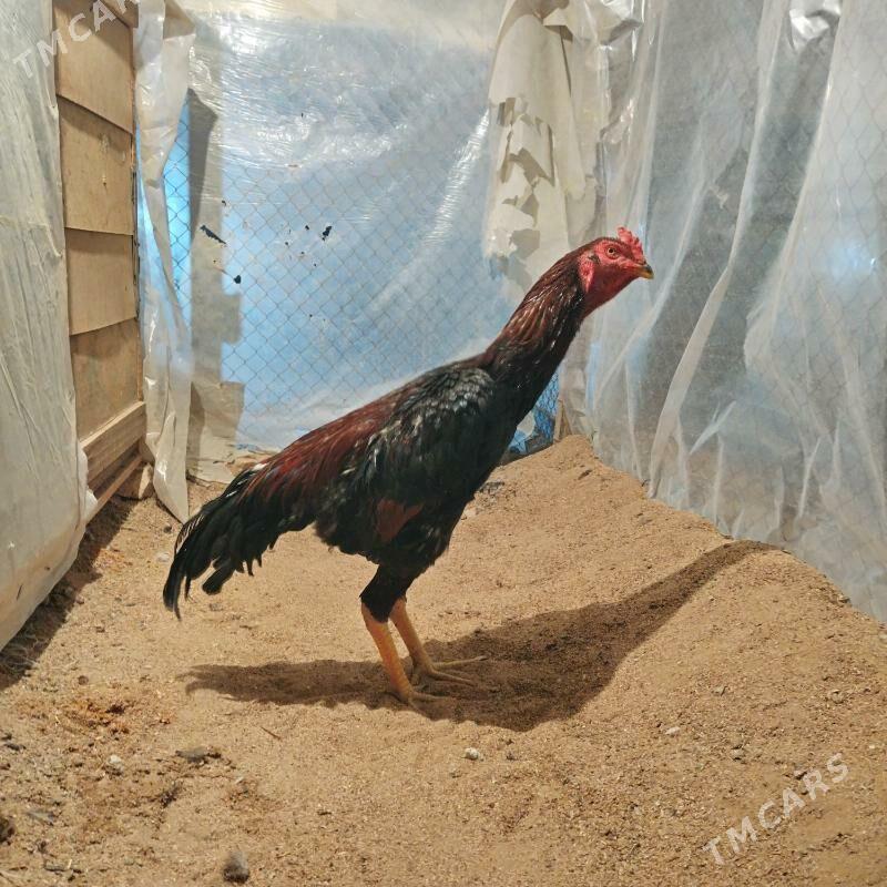 Tasgent - Бедев - img 2