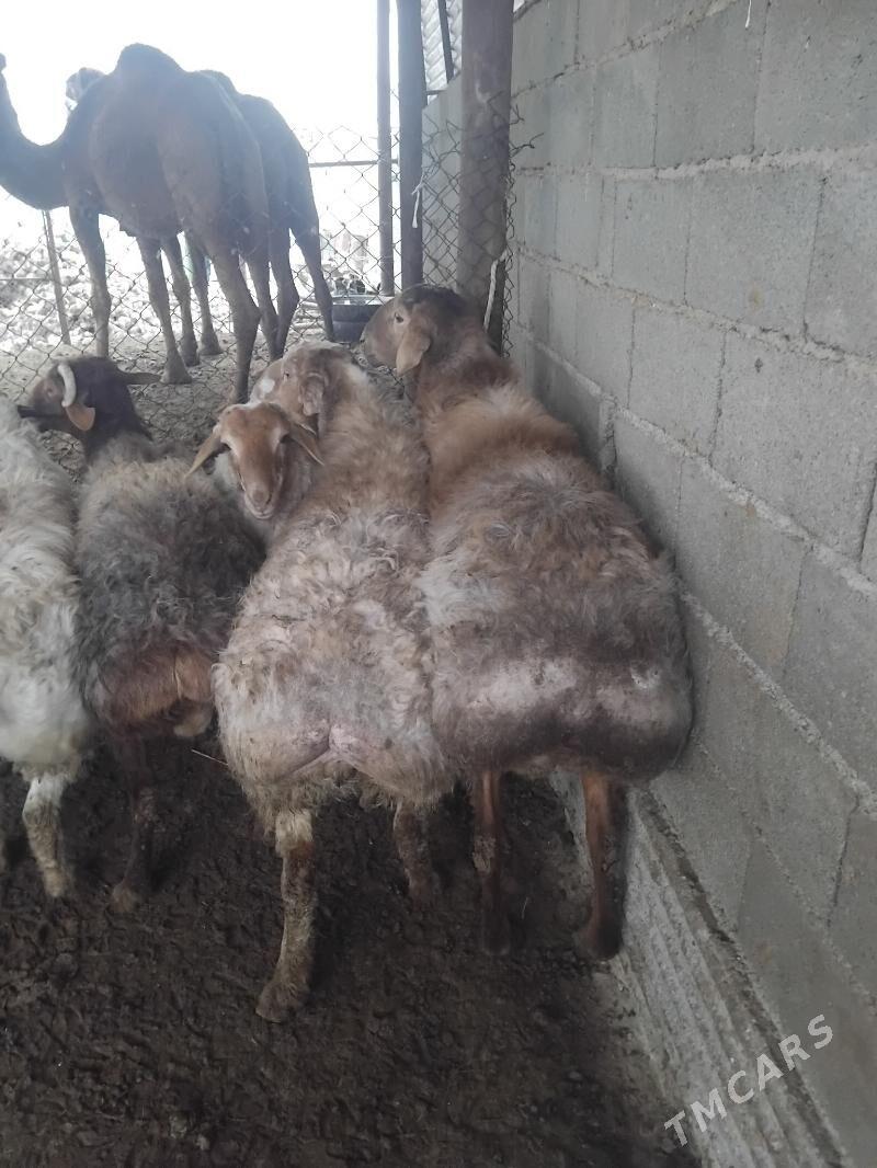 owgan kisary goclar - Бахарден - img 3