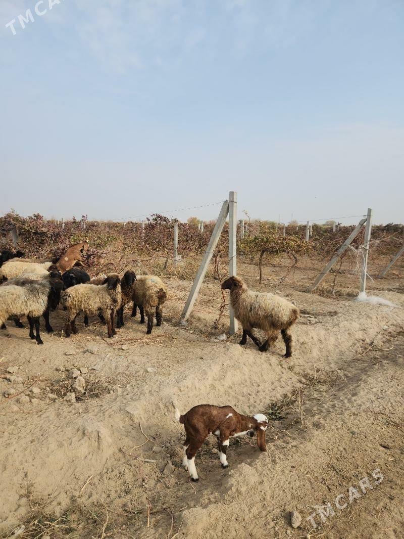 goỳin tokli - Бузмеин - img 2