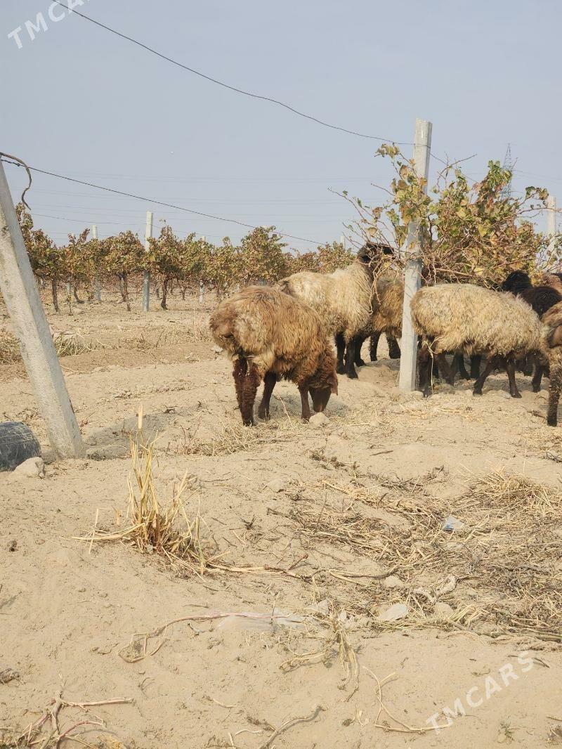 goỳin tokli - Бузмеин - img 3