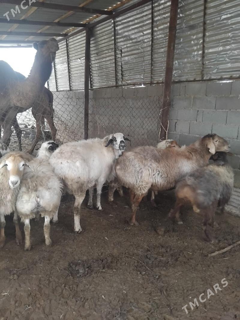 owgan kisary goclar - Бахарден - img 5