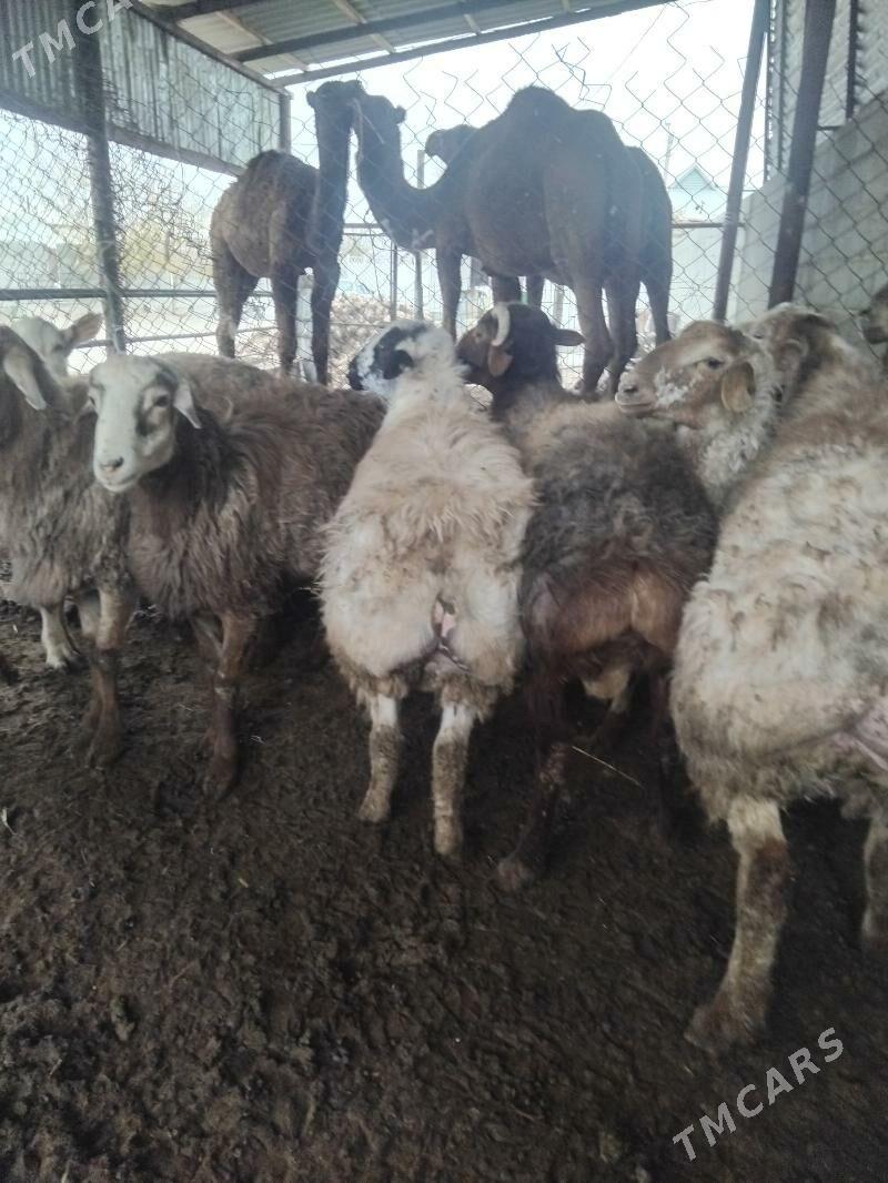 owgan kisary goclar - Бахарден - img 2