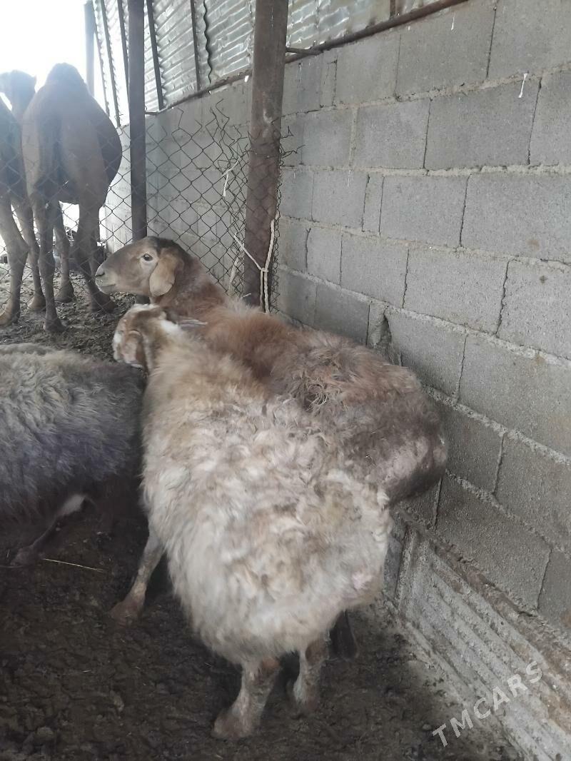 owgan kisary goclar - Бахарден - img 4