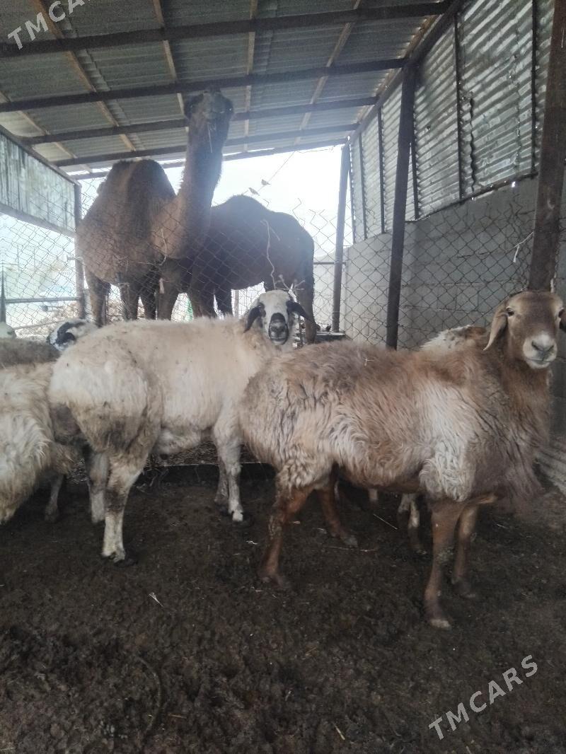 owgan kisary goclar - Бахарден - img 8