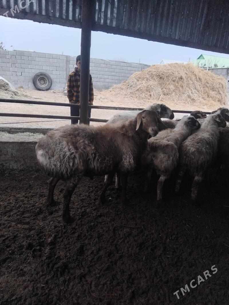 owgan kisary goclar - Бахарден - img 10