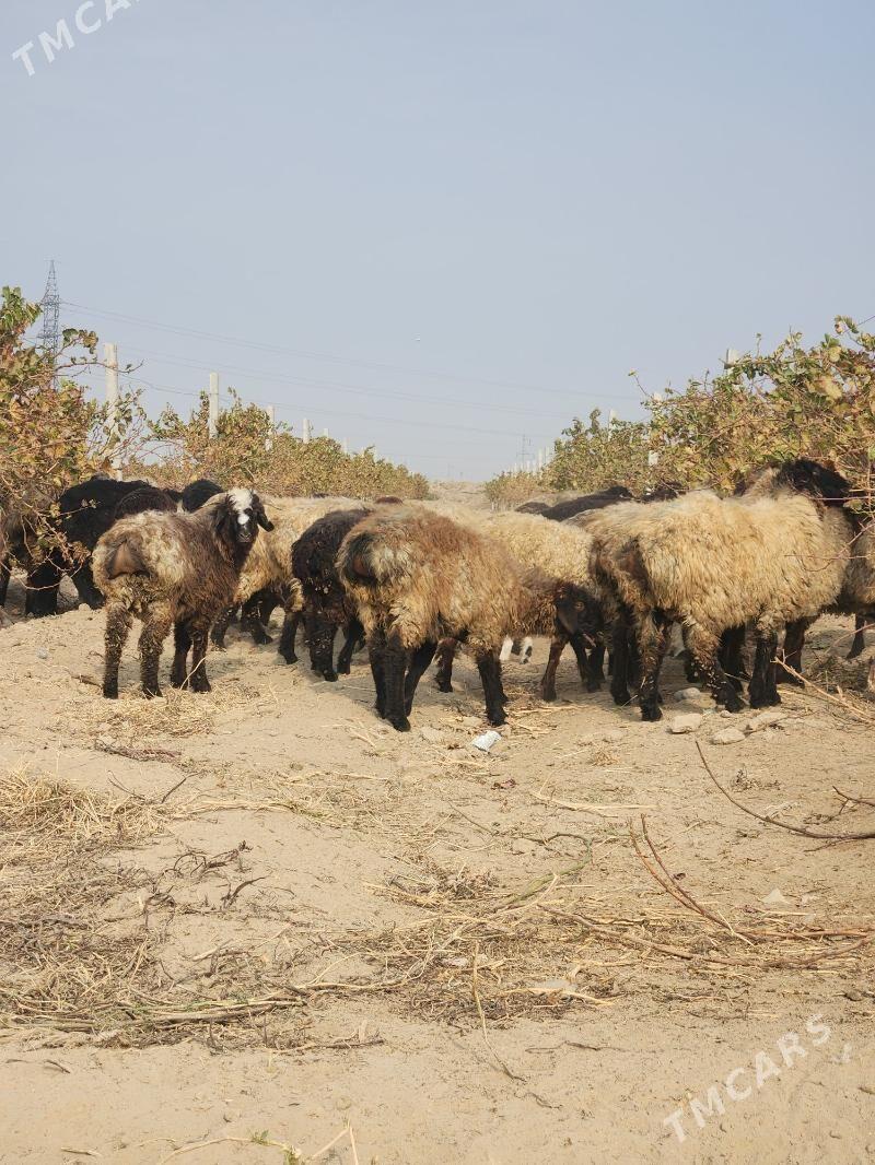 goỳin tokli - Бузмеин - img 4