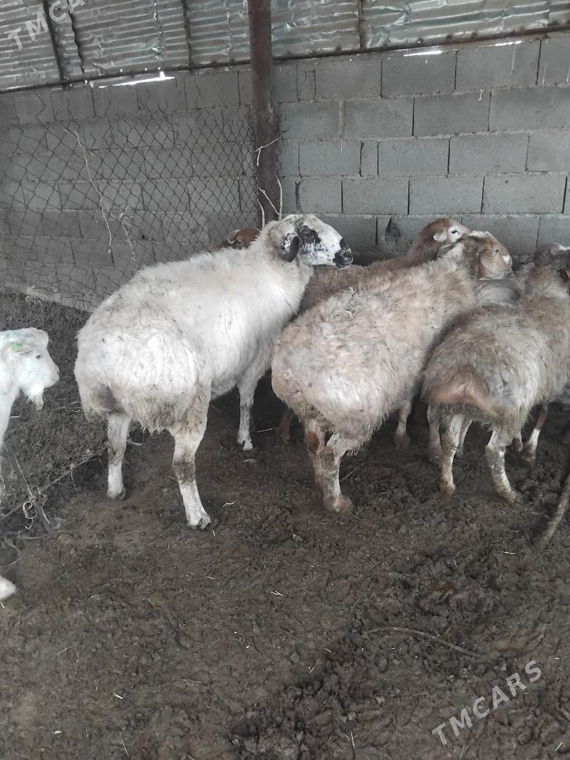 owgan kisary goclar - Бахарден - img 9