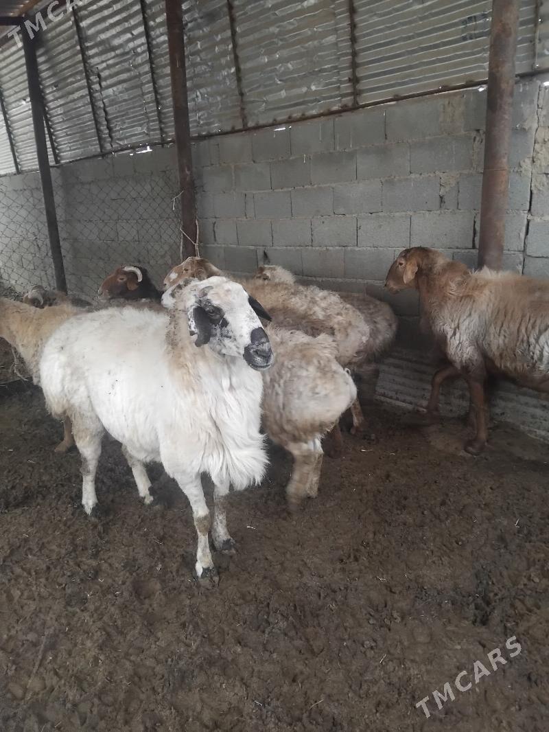 owgan kisary goclar - Бахарден - img 6