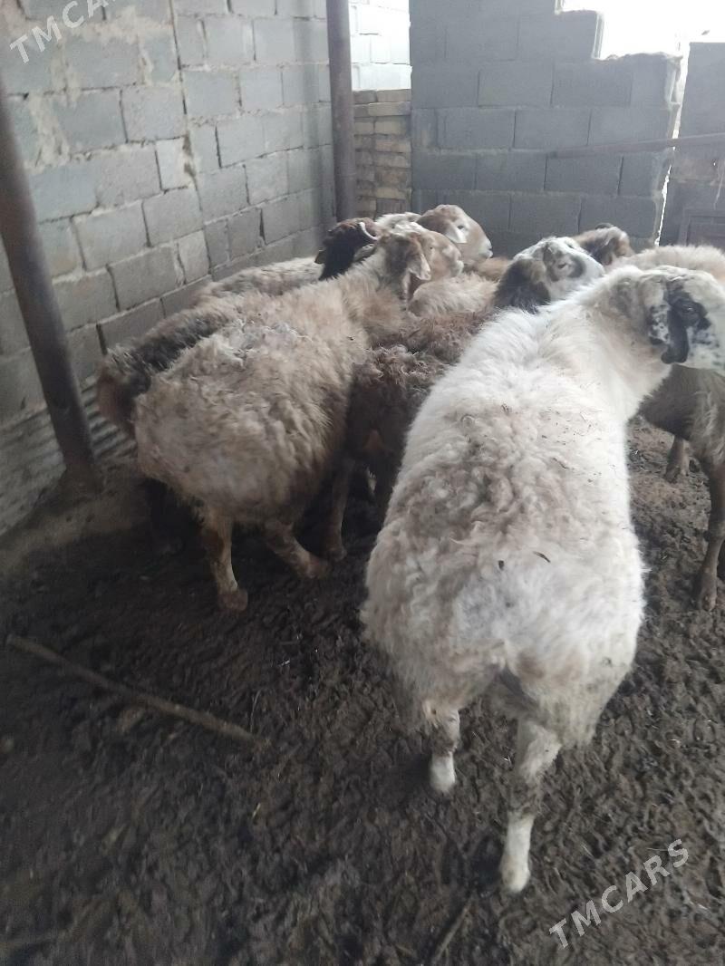 owgan kisary goclar - Бахарден - img 7