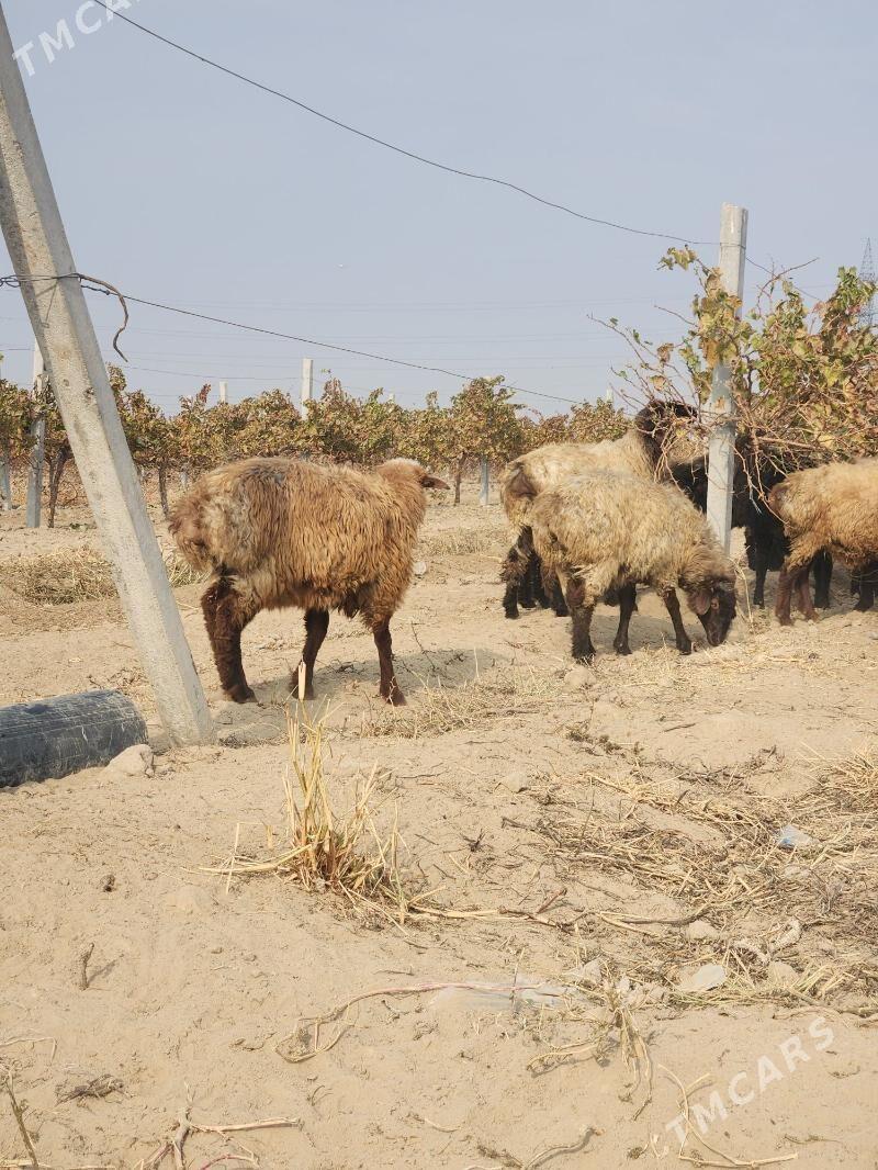 goỳin tokli - Бузмеин - img 5