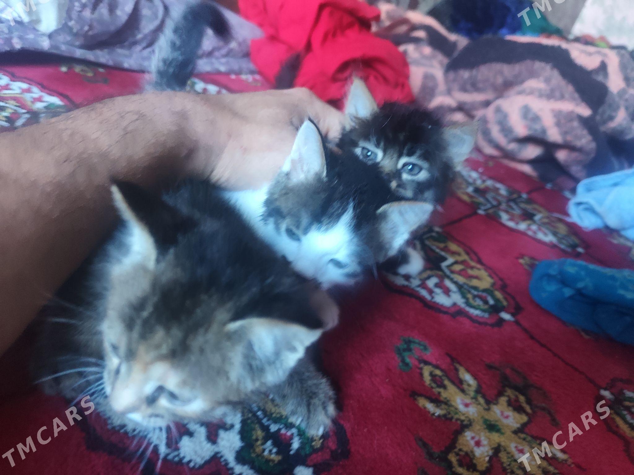 1 aylyk pisijek - Ашхабад - img 2