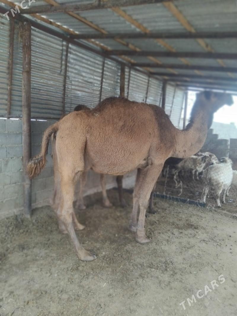 duye - Бахарден - img 6