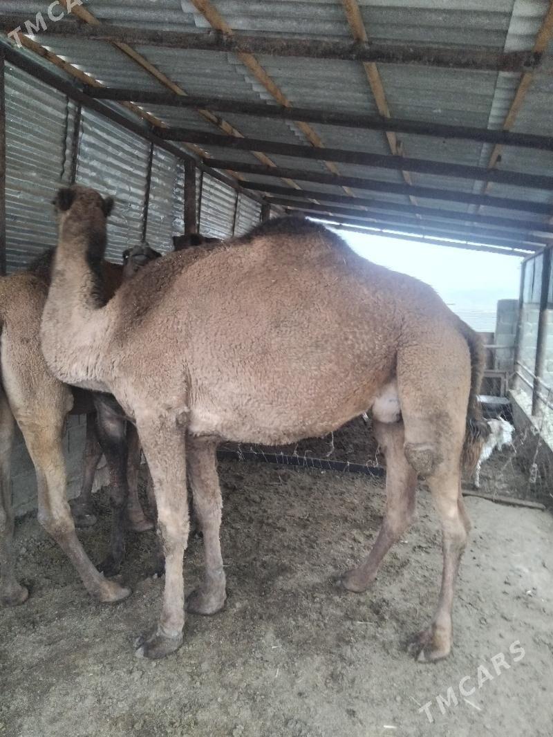 duye - Бахарден - img 5