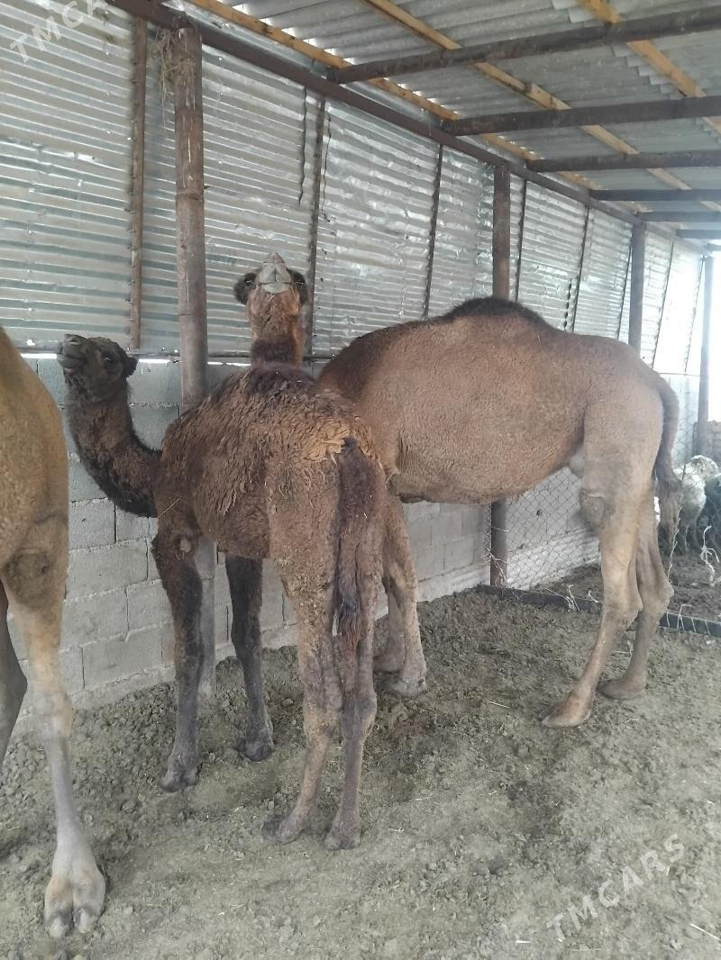 duye - Бахарден - img 1