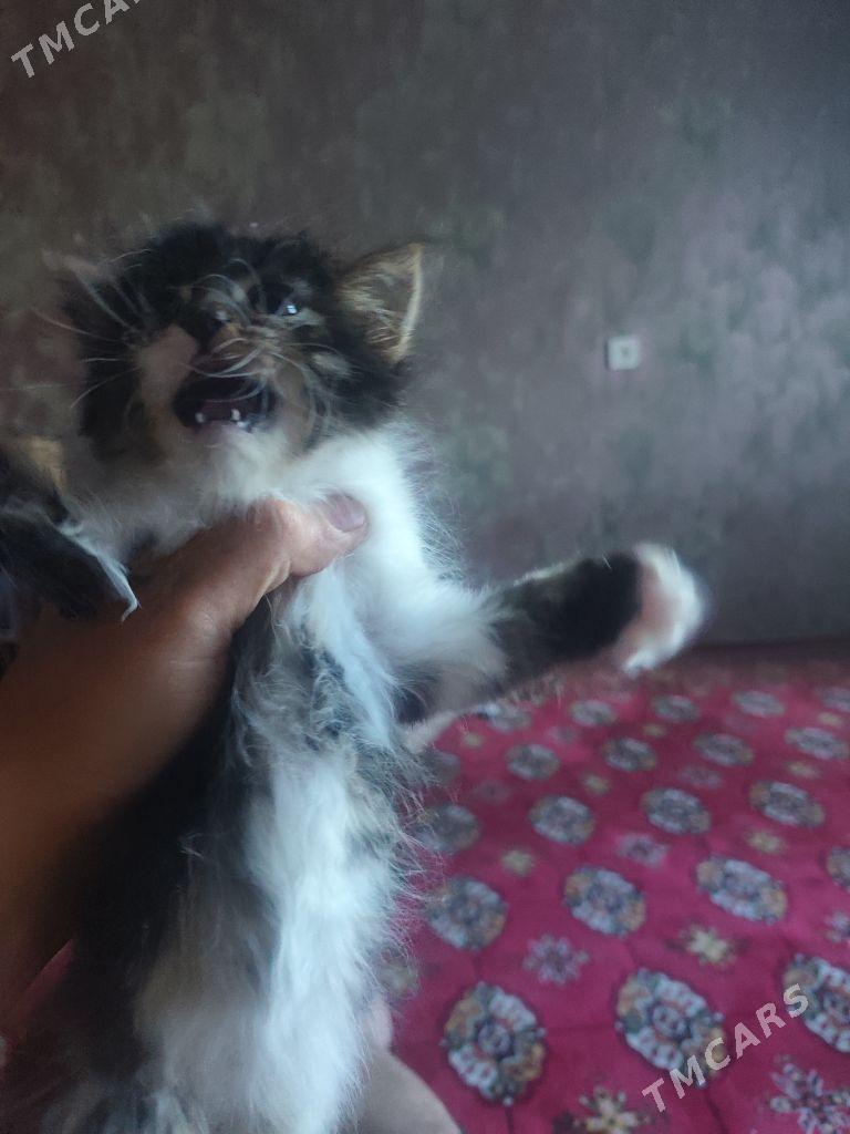 1 aylyk pisijek - Ашхабад - img 5