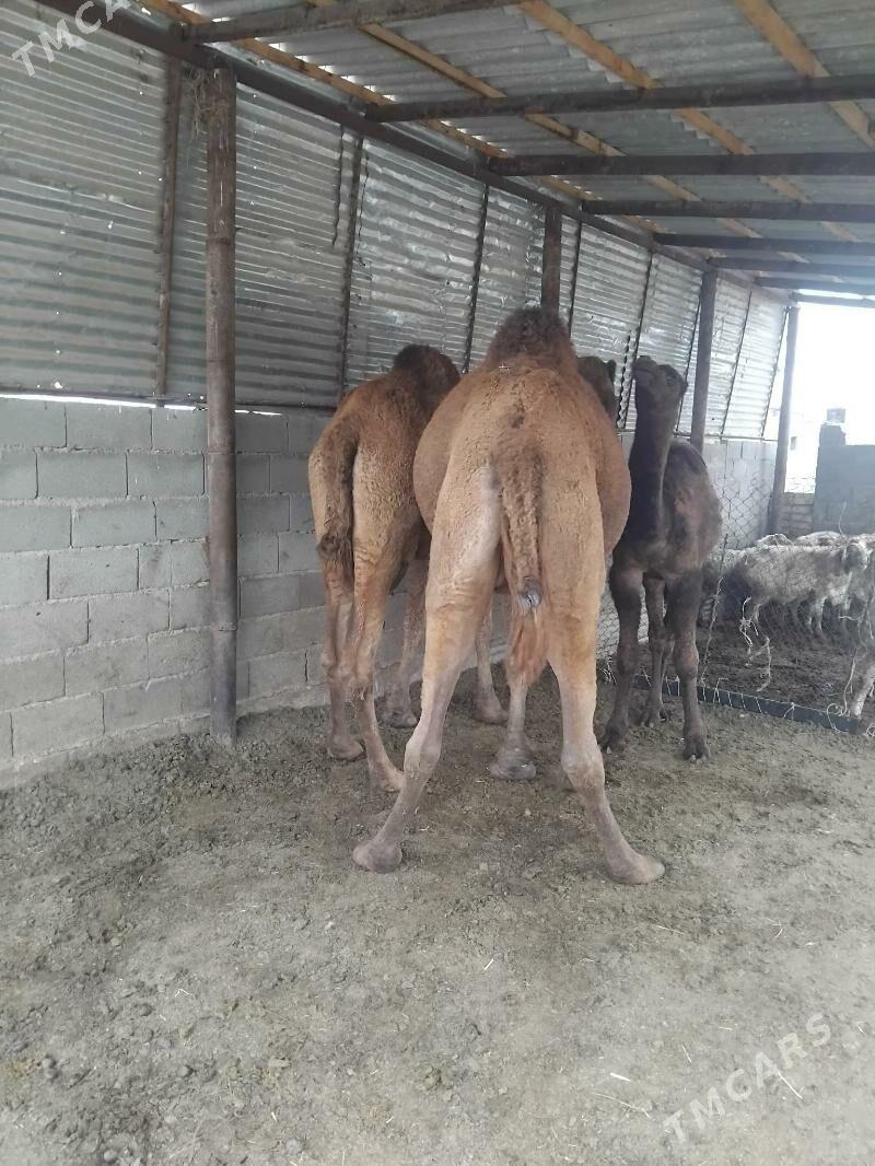 duye - Бахарден - img 4