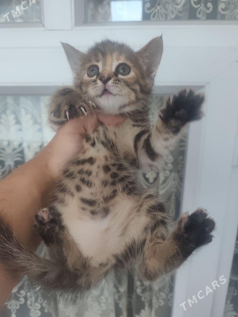 1 aylyk pisijek - Ашхабад - img 3