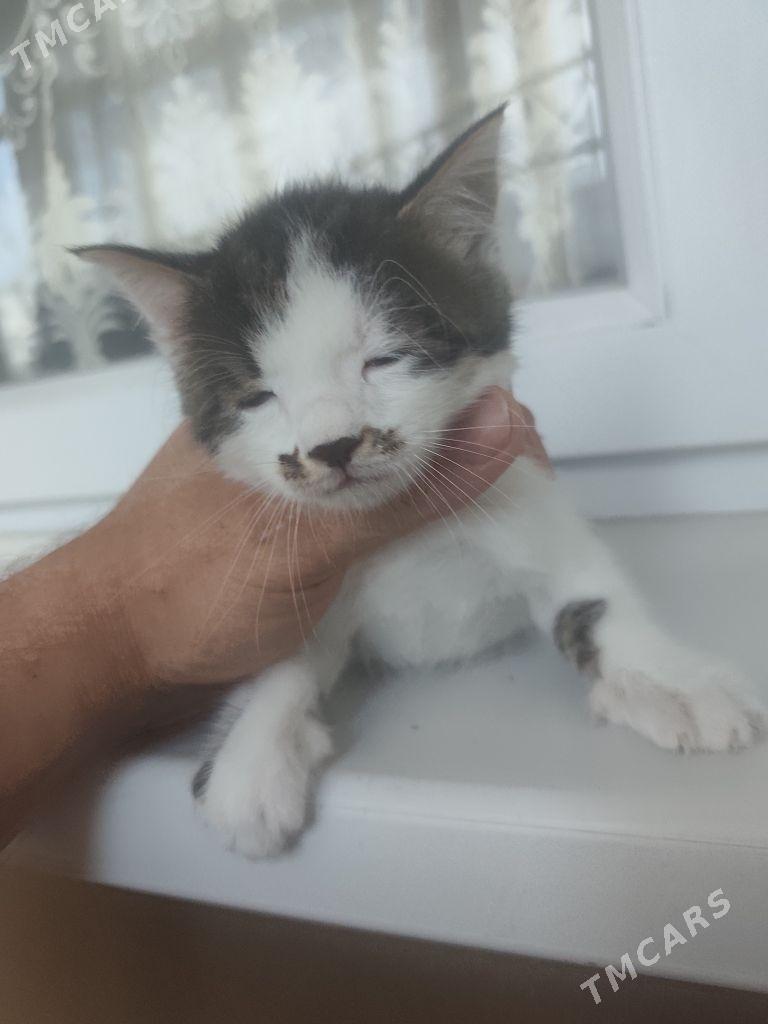 1 aylyk pisijek - Ашхабад - img 7