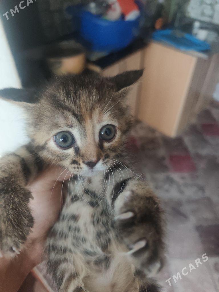 1 aylyk pisijek - Ашхабад - img 6