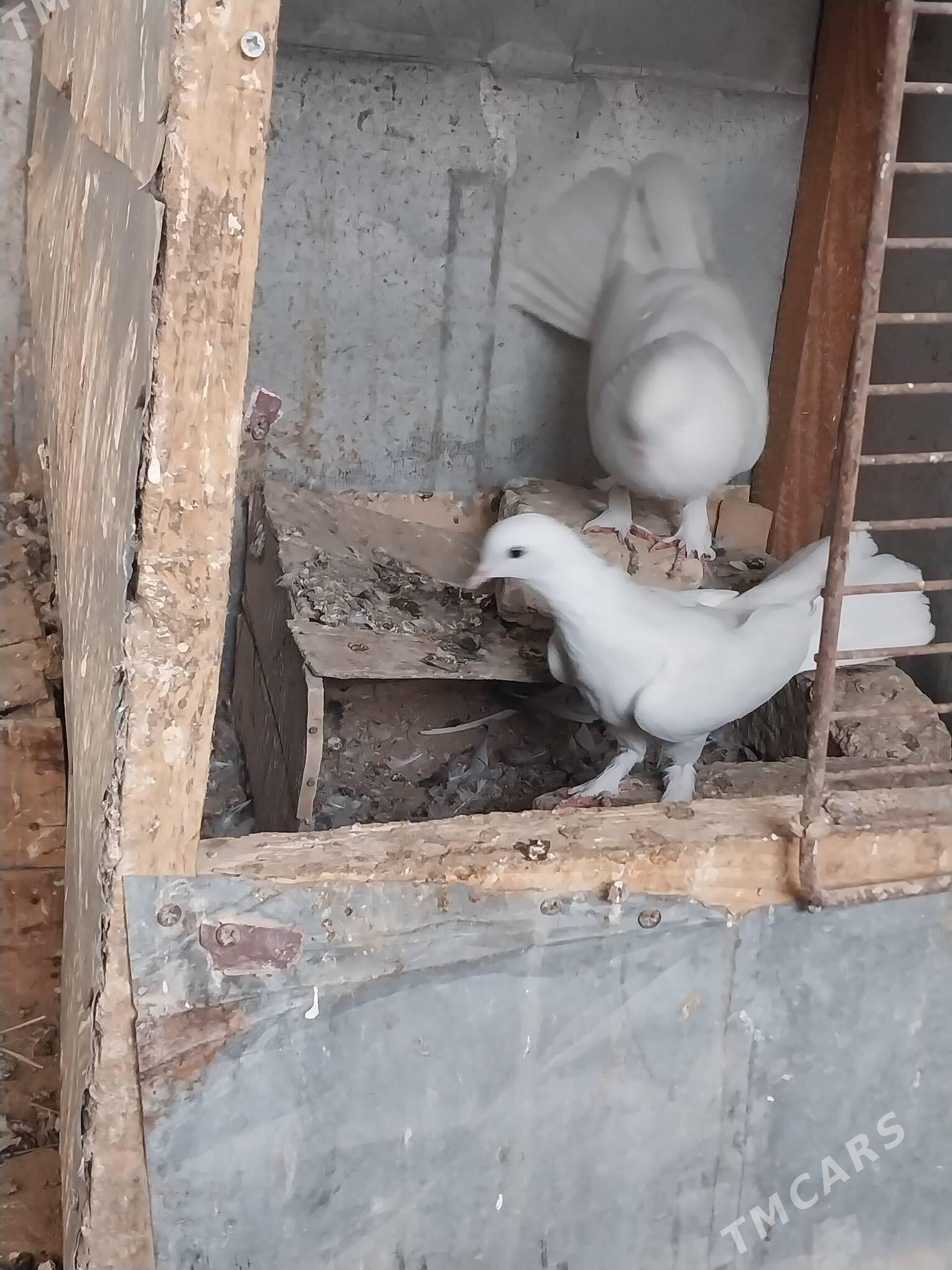 KEPDERI - Murgap - img 5