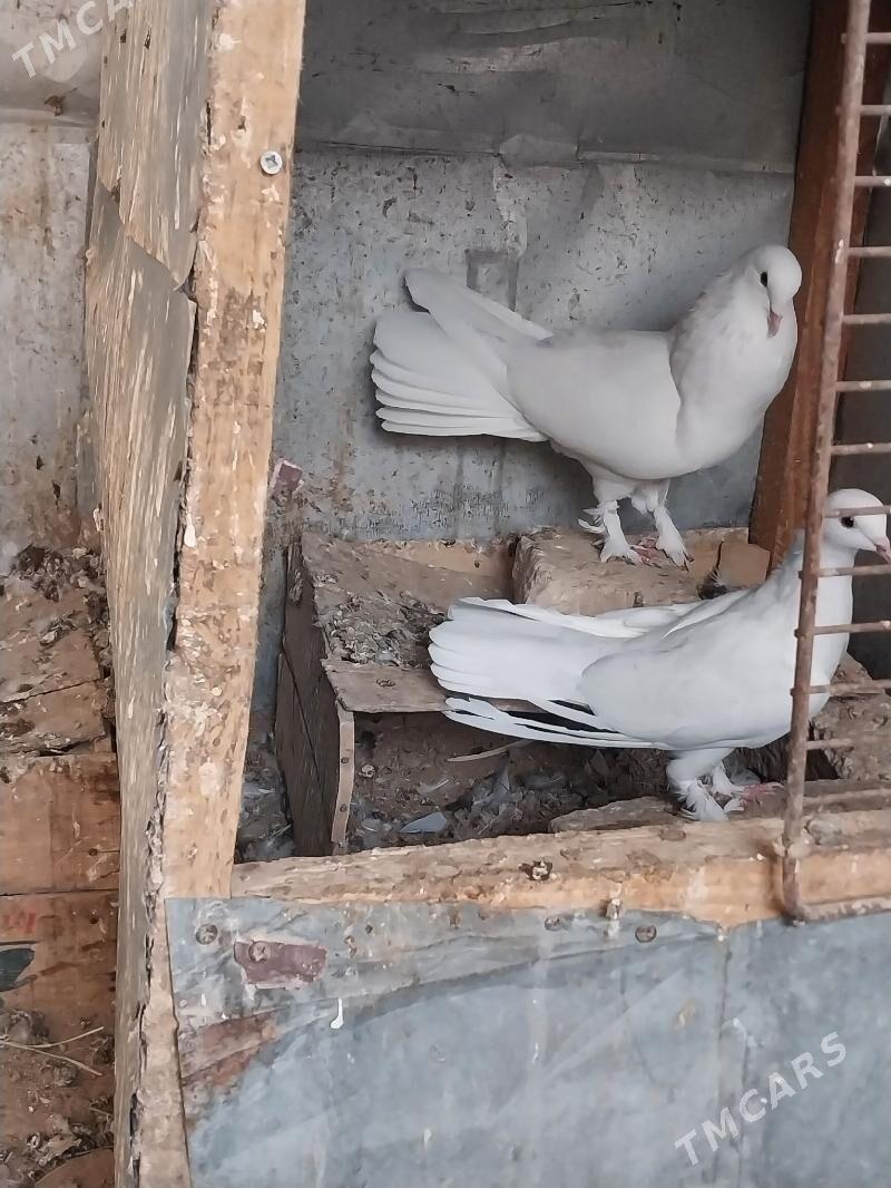 KEPDERI - Murgap - img 6