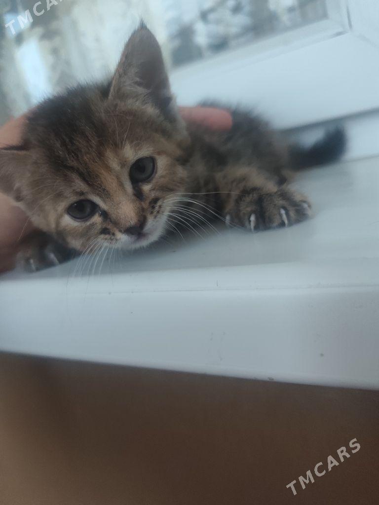 1 aylyk pisijek - Ашхабад - img 10