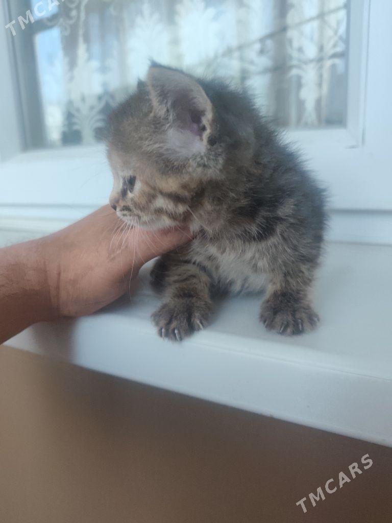 1 aylyk pisijek - Ашхабад - img 9