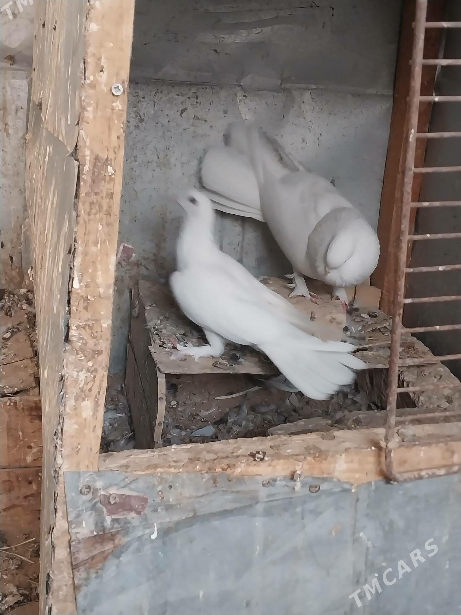 KEPDERI - Murgap - img 3