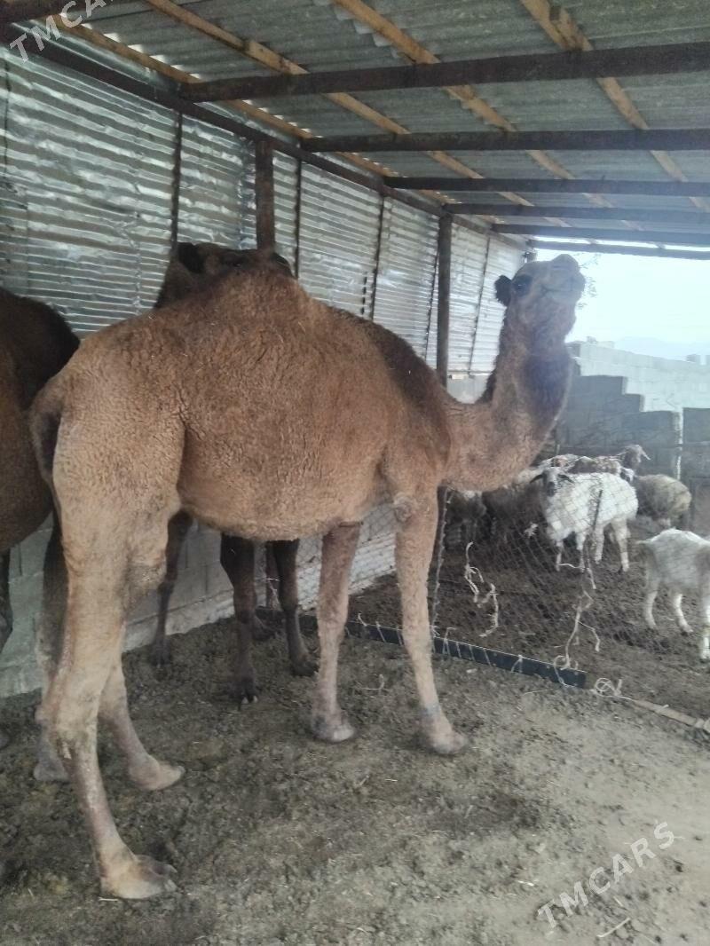 duye - Бахарден - img 3