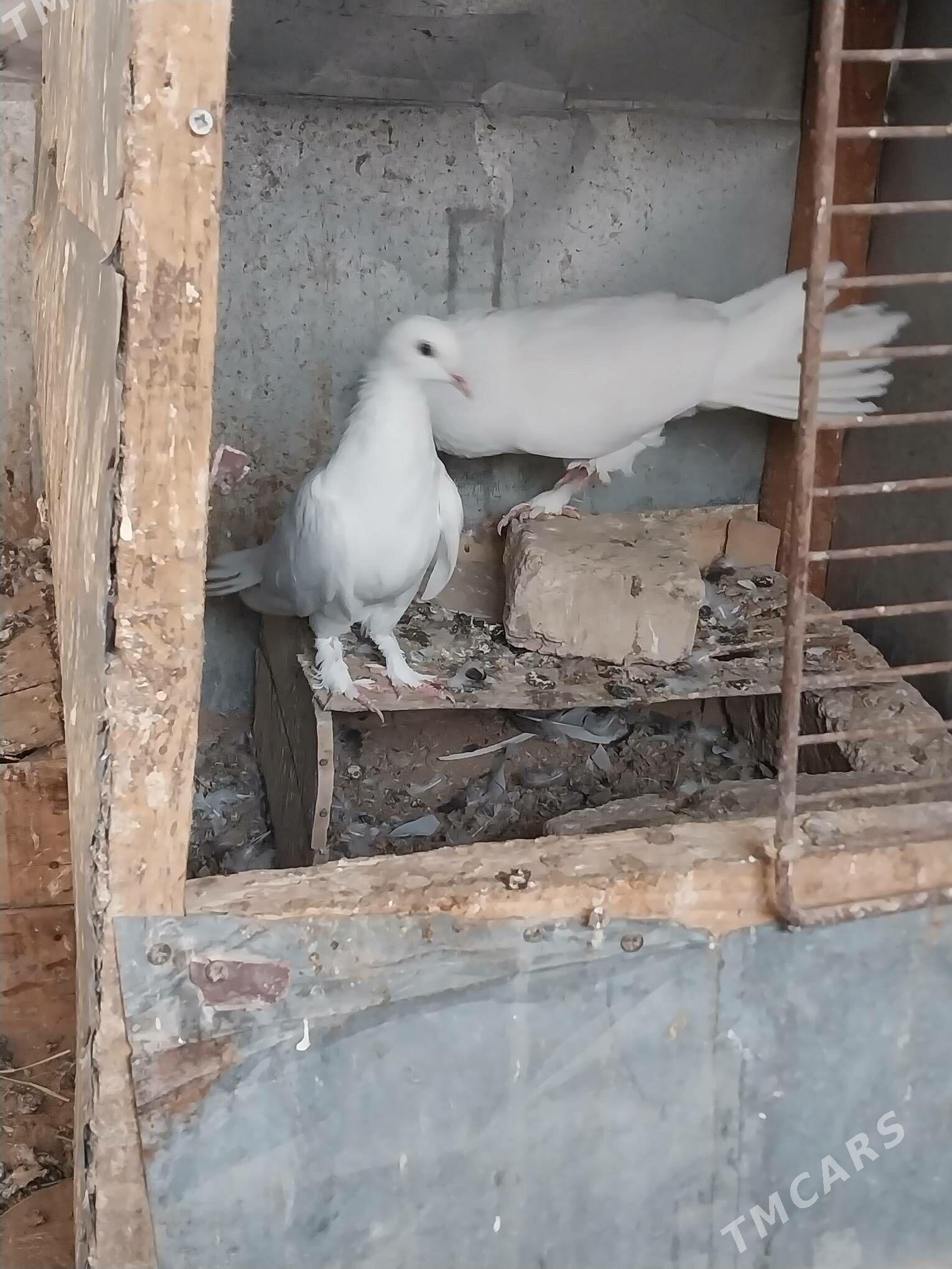 KEPDERI - Murgap - img 9