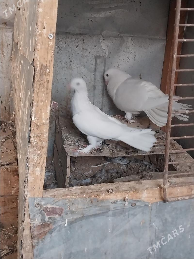 KEPDERI - Murgap - img 4