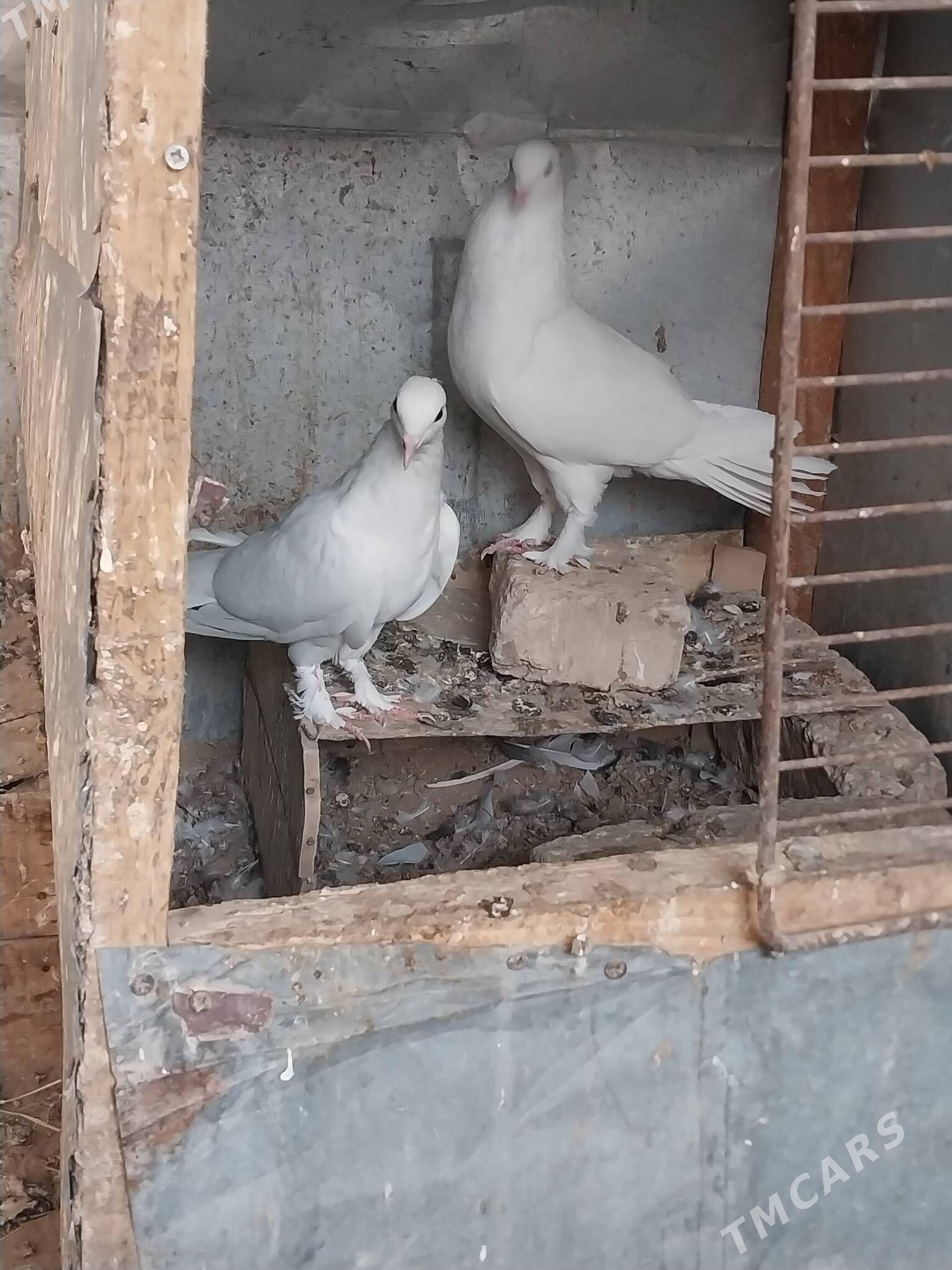 KEPDERI - Murgap - img 8